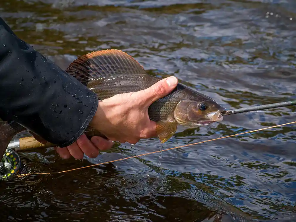 Fly fishing Norway