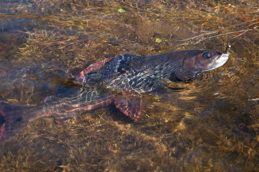 Large grayling in spawning colors from the Hodalen Lakes in Norway
