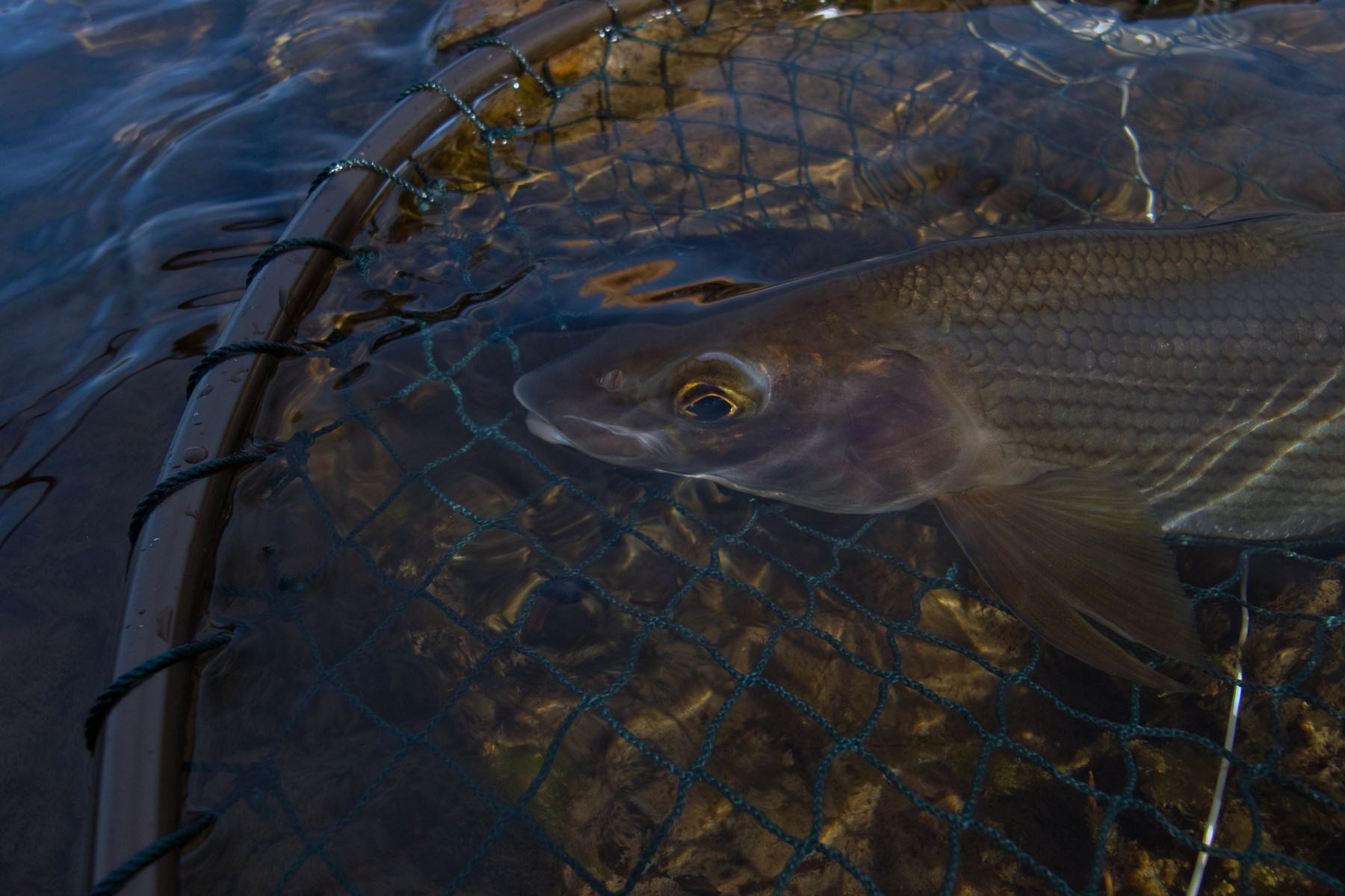 KFF_2025_grayling_03