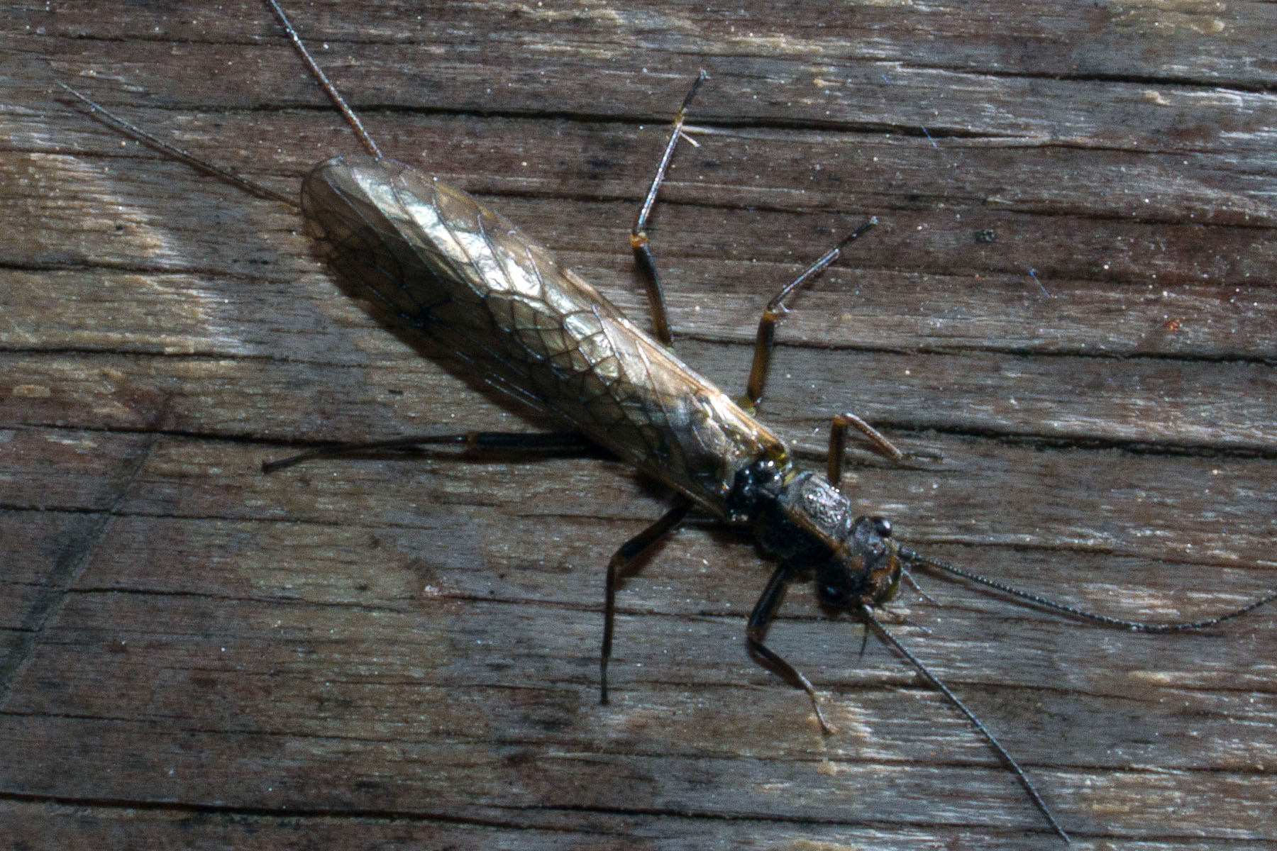 KFF_2025_stonefly_03