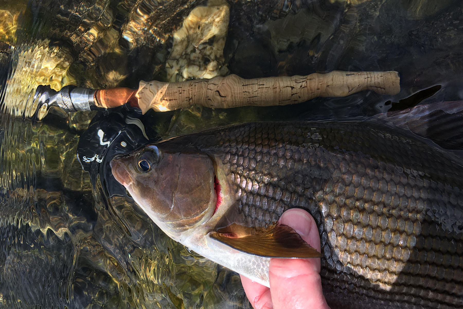 KFF_2025_grayling_03