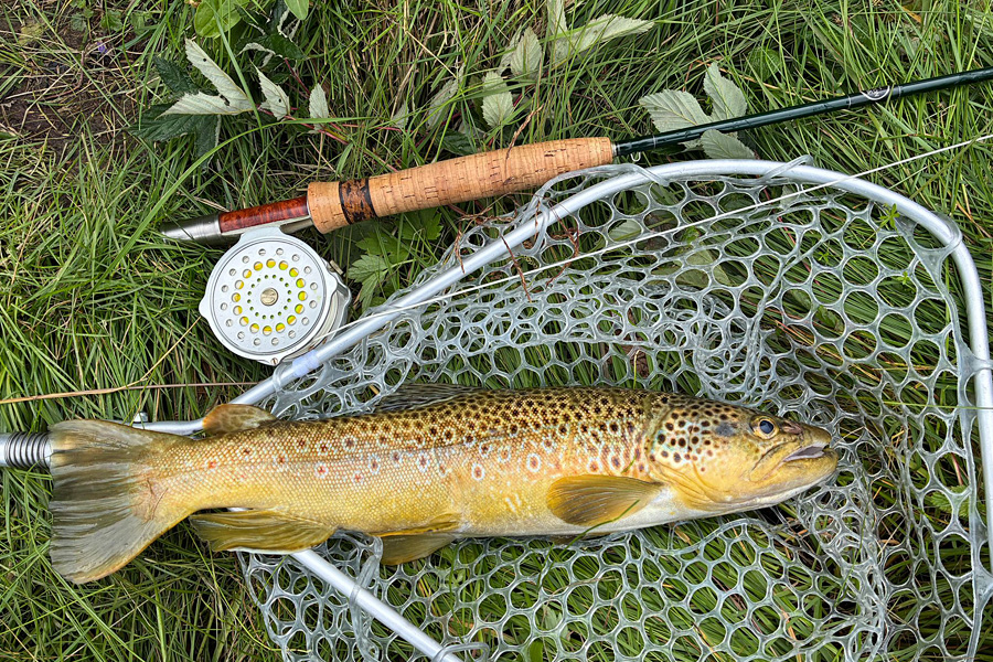 trout 900x600